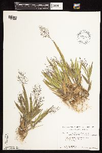 Dichanthelium ovale subsp. pseudopubescens image