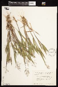 Dichanthelium ovale subsp. pseudopubescens image