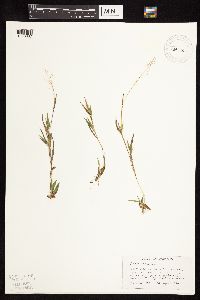 Dichanthelium ovale subsp. pseudopubescens image