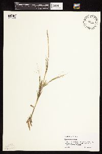 Dichanthelium ovale subsp. pseudopubescens image