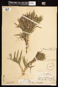 Dichanthelium ovale subsp. pseudopubescens image