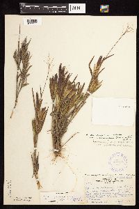 Dichanthelium ovale subsp. pseudopubescens image