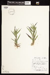 Dichanthelium ovale subsp. pseudopubescens image