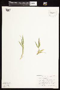 Dichanthelium ovale subsp. pseudopubescens image