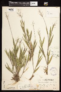 Dichanthelium ovale subsp. pseudopubescens image