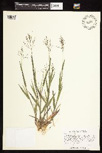 Dichanthelium ovale subsp. pseudopubescens image