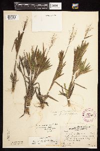 Dichanthelium ovale subsp. pseudopubescens image