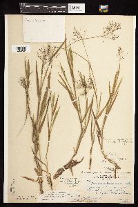 Dichanthelium ovale subsp. pseudopubescens image