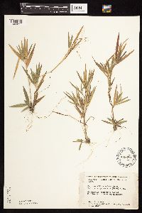Dichanthelium ovale subsp. pseudopubescens image