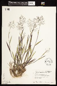 Dichanthelium ovale subsp. pseudopubescens image
