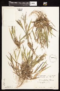 Dichanthelium ovale subsp. pseudopubescens image