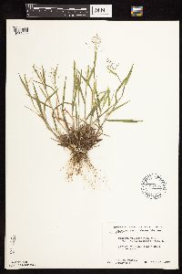 Dichanthelium commonsianum image