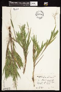 Dichanthelium ovale subsp. pseudopubescens image