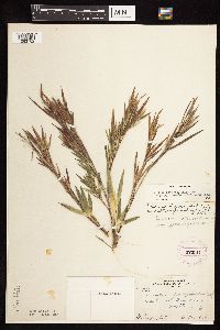 Dichanthelium ovale subsp. pseudopubescens image