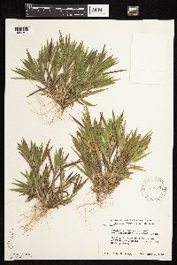 Dichanthelium ovale subsp. pseudopubescens image
