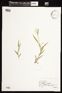 Dichanthelium ovale subsp. pseudopubescens image