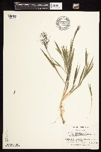 Dichanthelium ovale image