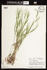 Dichanthelium ovale subsp. pseudopubescens image