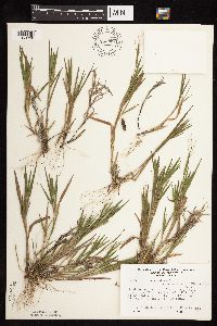 Dichanthelium ovale subsp. pseudopubescens image