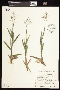 Dichanthelium commonsianum image