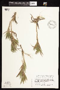 Dichanthelium commonsianum image