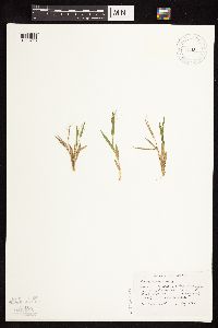 Dichanthelium acuminatum subsp. columbianum image