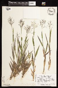 Dichanthelium commonsianum image