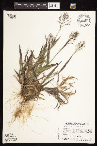 Dichanthelium commonsianum image