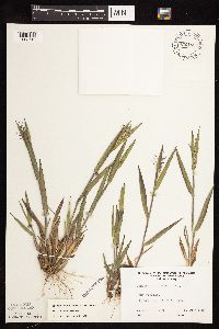 Dichanthelium commonsianum image