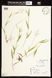 Dichanthelium lanuginosum image