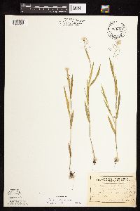 Dichanthelium lanuginosum image