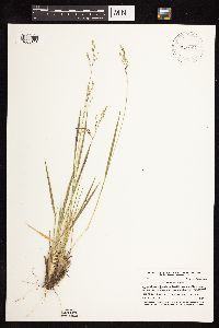 Dichanthelium perlongum image