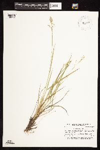 Dichanthelium perlongum image