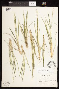 Dichanthelium perlongum image