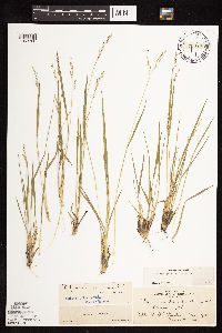 Dichanthelium perlongum image