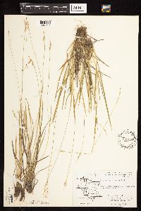 Dichanthelium perlongum image