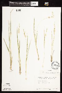 Dichanthelium perlongum image