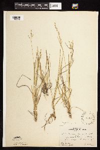 Dichanthelium perlongum image