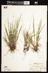 Dichanthelium perlongum image