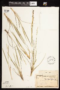 Dichanthelium perlongum image