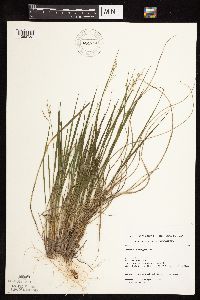 Dichanthelium perlongum image