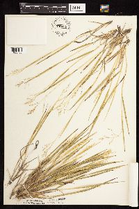 Dichanthelium perlongum image