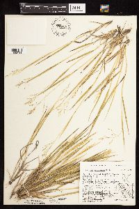 Dichanthelium perlongum image