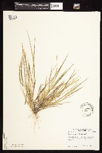 Dichanthelium perlongum image