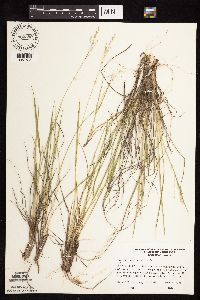 Dichanthelium perlongum image