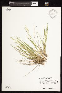 Dichanthelium perlongum image