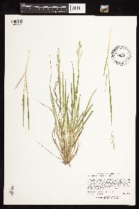 Dichanthelium perlongum image