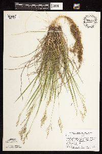 Dichanthelium perlongum image