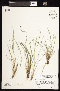 Dichanthelium perlongum image