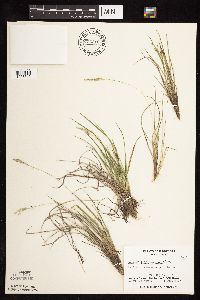 Dichanthelium perlongum image